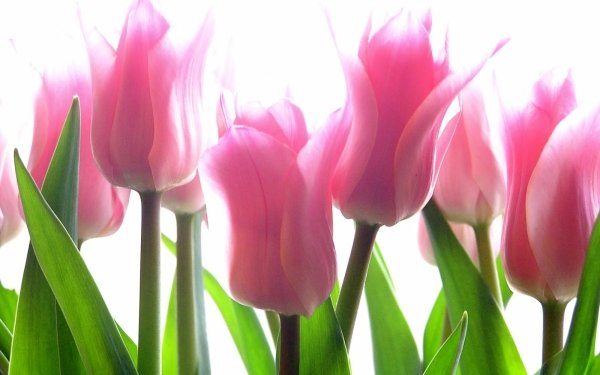 Nature Tulip Flowers Close-Up Flower Pink Flower HD Wallpaper | Background Image