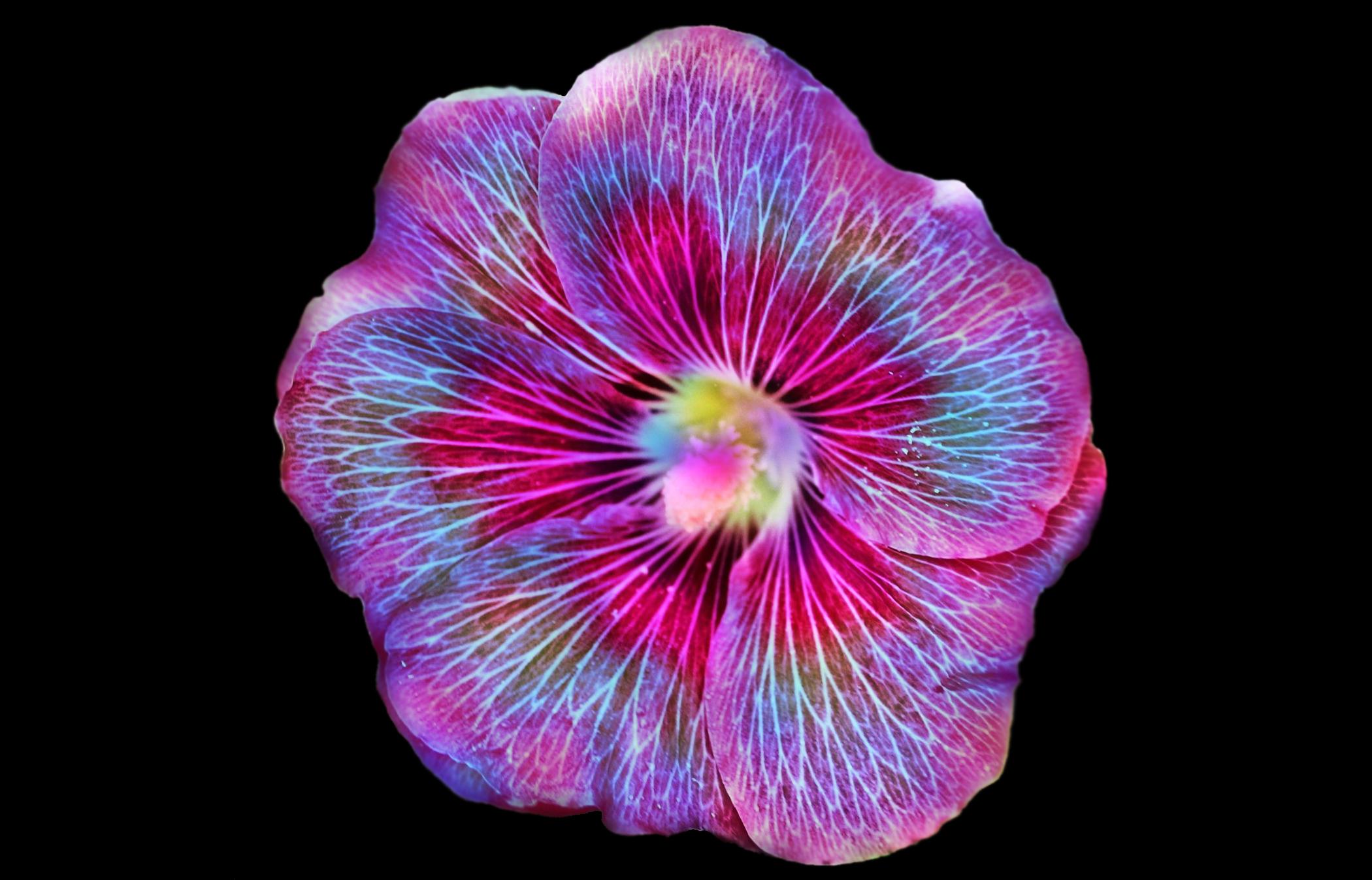 Earth Flower HD Wallpaper | Background Image