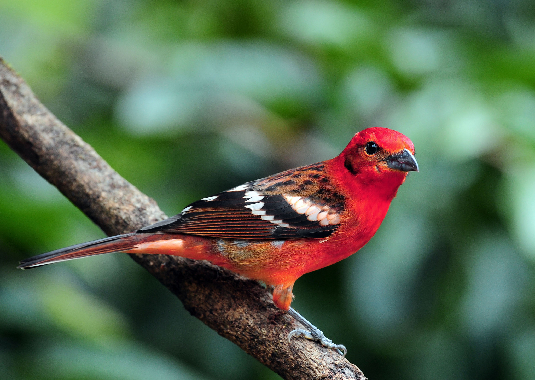 Animal Tanager HD Wallpaper | Background Image