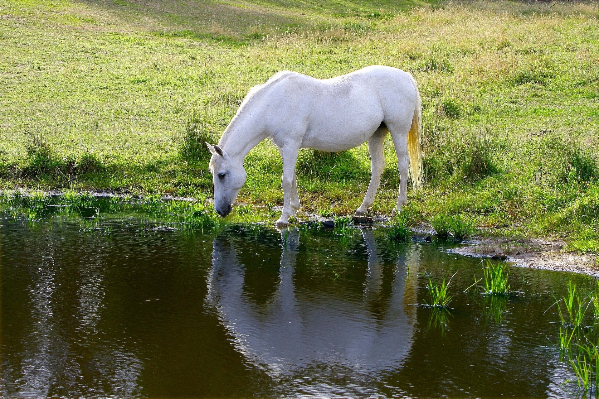 Лошадь пьет чай. Коннемара лошадь. Белая лошадь. Лошади на водопое. Лошади в воде.