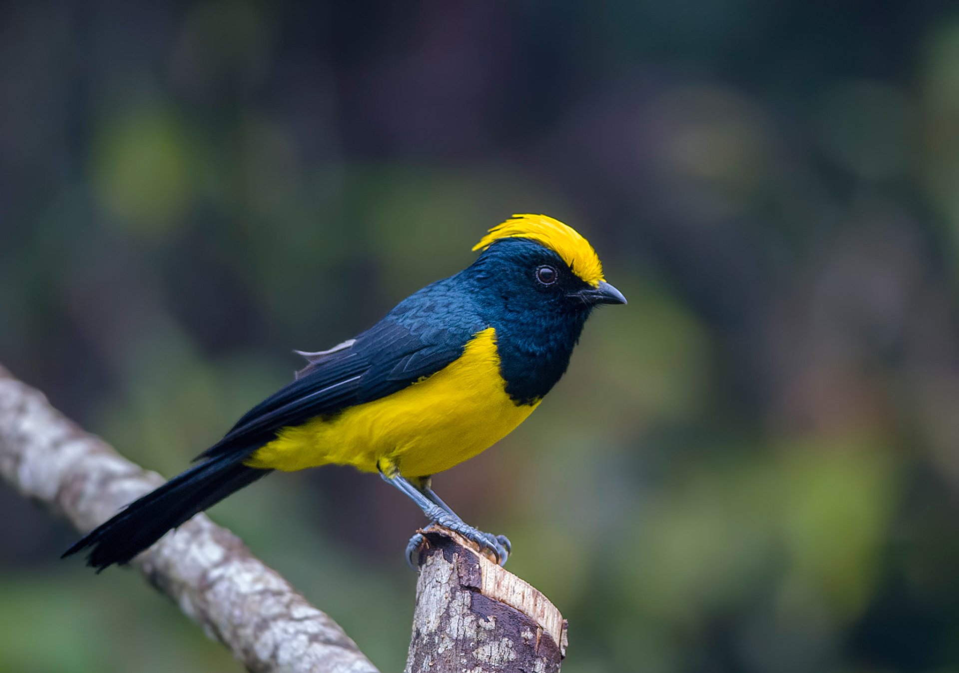 Download Sultan Tit Branch Blur Close-up Bird Animal Titmouse HD Wallpaper