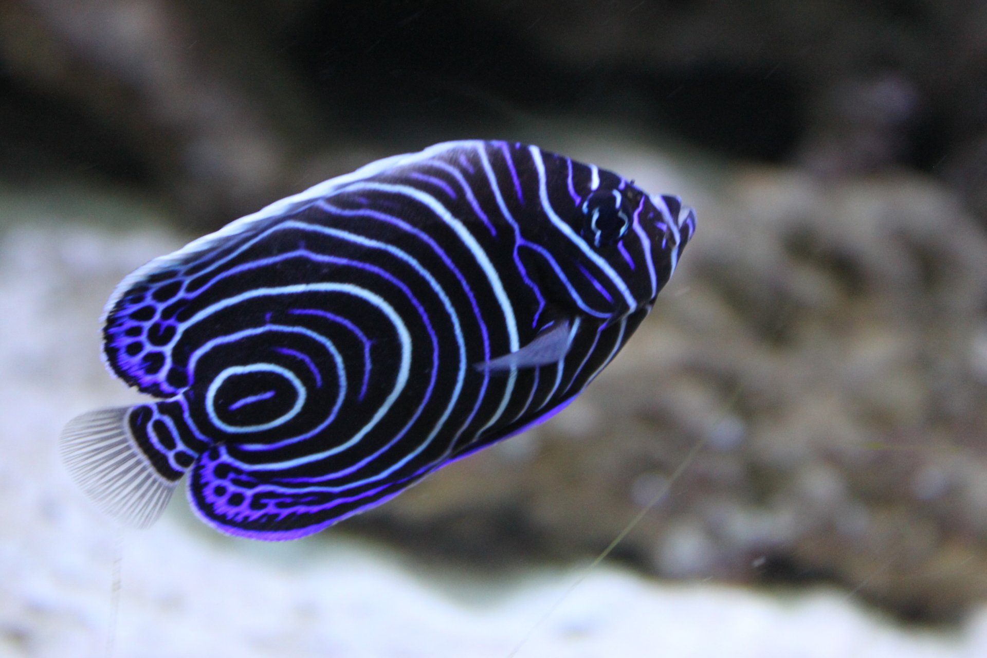 Fisch im Aquarium by Bridlin