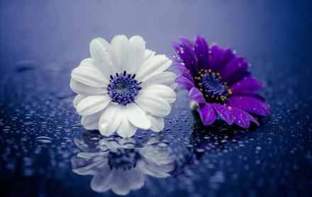 Close-up of a white and a purple daisy adorned with water drops, set against a reflective surface. This HD wallpaper beautifully captures the essence of nature's delicate flowers.