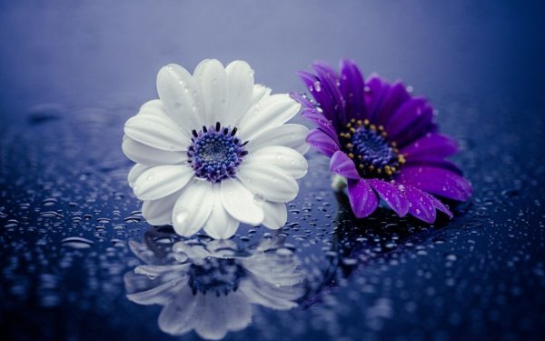 Earth Daisy Flowers Flower Water Drop Close-Up White Flower Purple Flower HD Wallpaper | Background Image