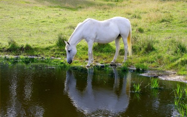 Animal Horse Lake Reflection Pond HD Wallpaper | Background Image