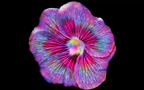 Irridescent Flower
