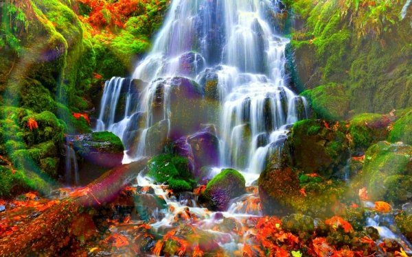 Earth Waterfall Waterfalls Fall Forest Tree Leaf HD Wallpaper | Background Image