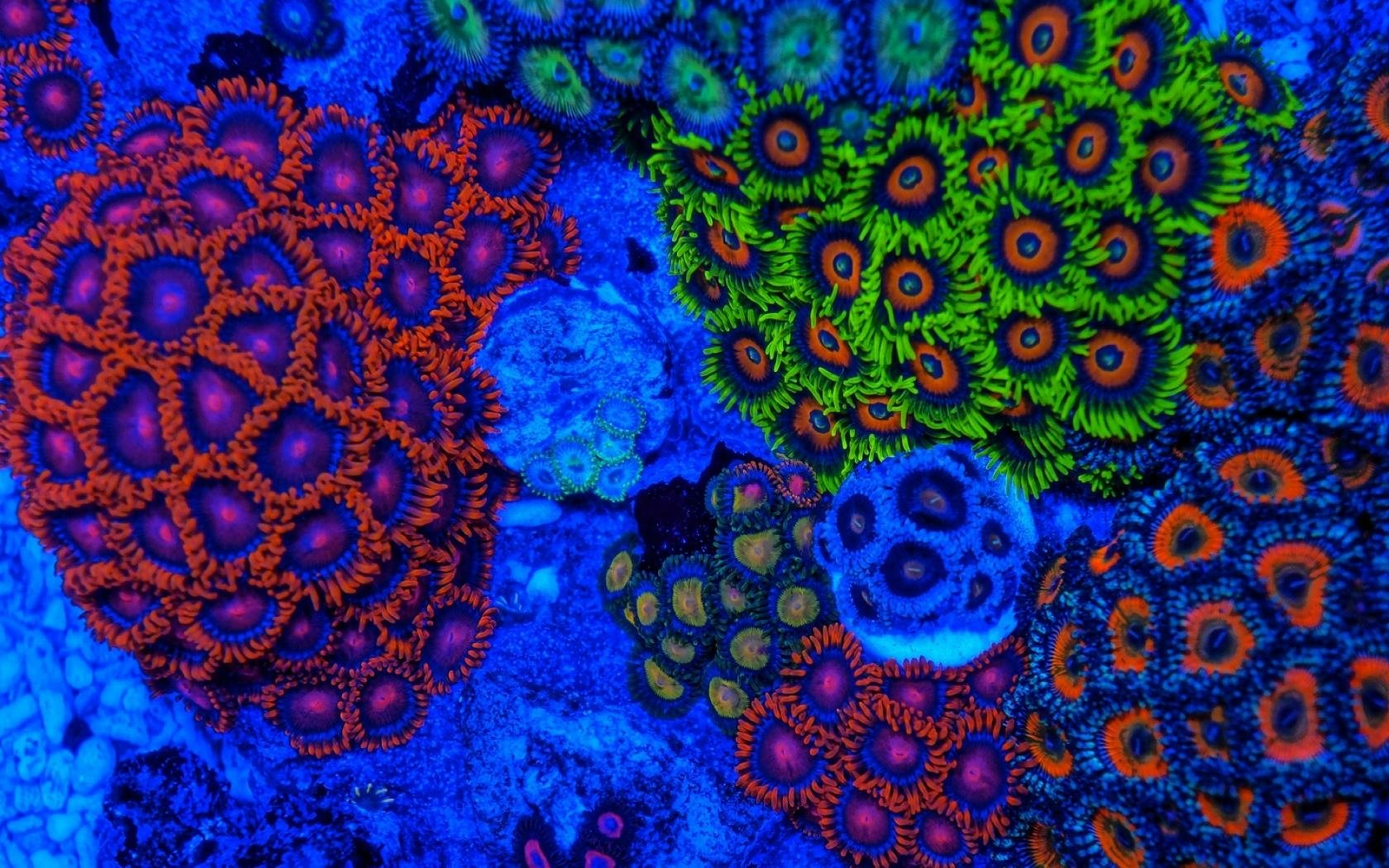 Vibrant close-up of a colorful coral reef showcasing diverse coral animals in bright blues, greens, and oranges, captured as an HD PC desktop wallpaper background.