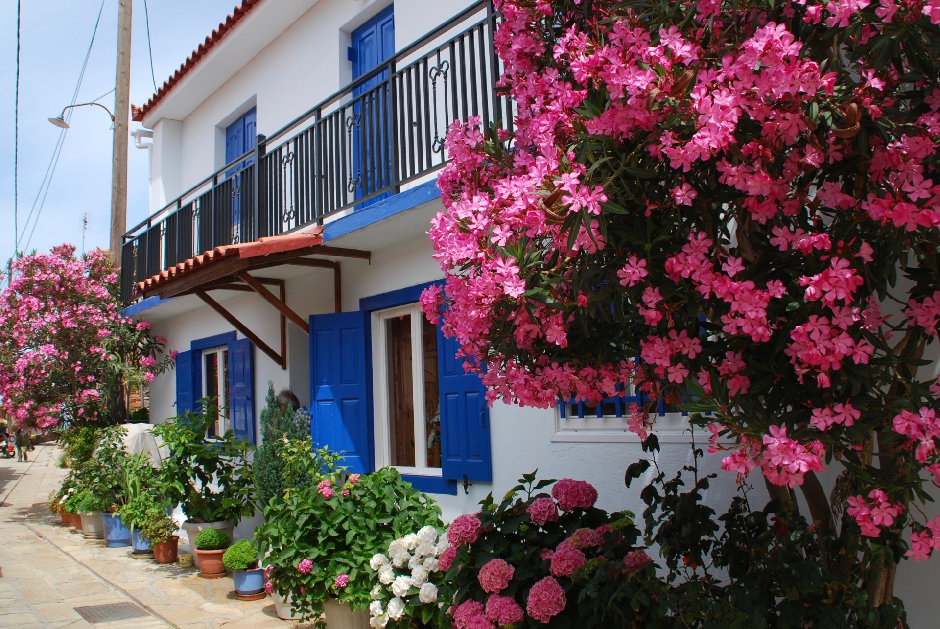 Download Building Hydrangea Shutters Pink Flower Blossom Flower Man Made House HD Wallpaper by Macmaus