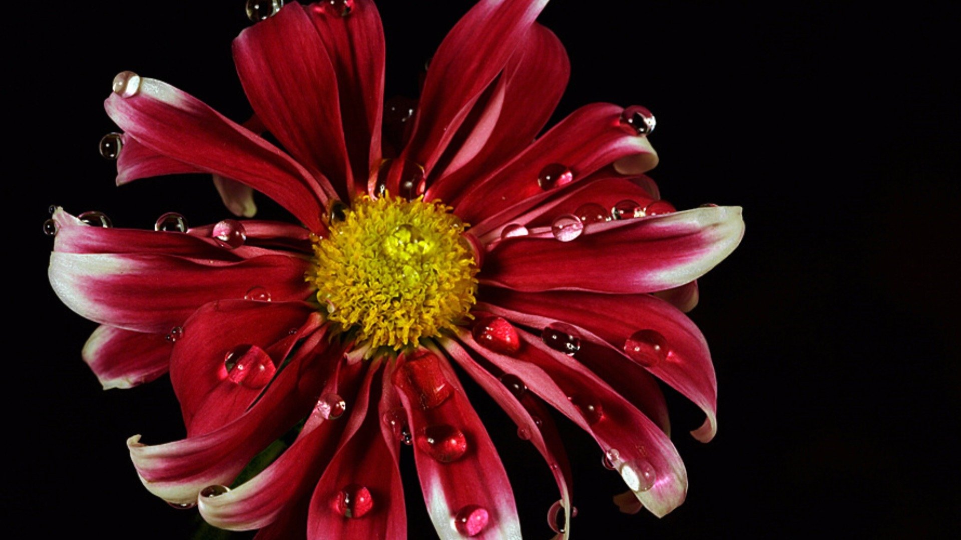 Red Daisy HD Wallpaper | Background Image | 1920x1080 | ID:698638