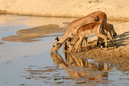 Antelope gazelles drinking at a sandy waterhole, their reflections mirrored on the calm surface — 4K Ultra HD PC desktop wallpaper/background.