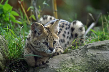  Serval / Leptailurus serval by 3342