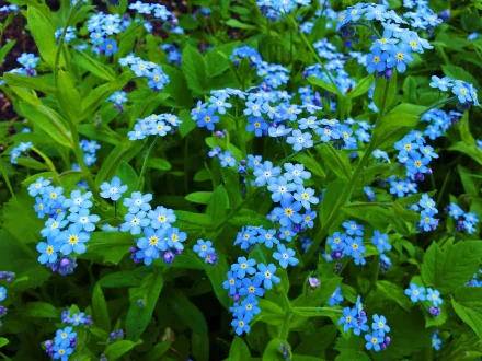 HD desktop wallpaper featuring vibrant blue forget-me-not flowers surrounded by lush green leaves, highlighting the beauty of nature.