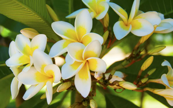  White and Yellow Plumeria