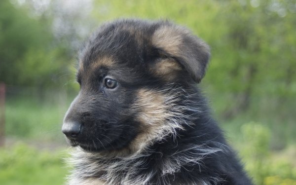 Animal German Shepherd Dogs Dog Puppy Muzzle Baby Animal HD Wallpaper | Background Image