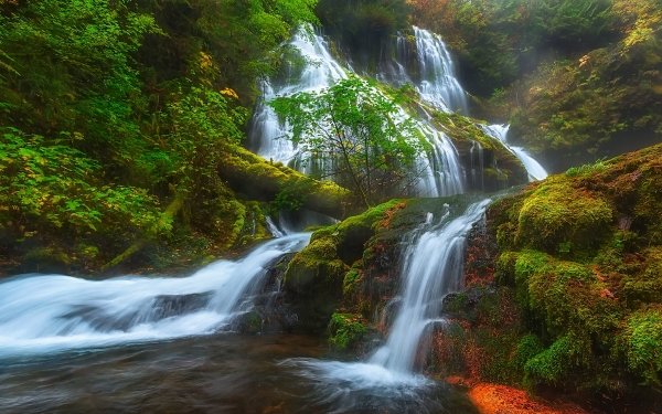 Earth Waterfall Waterfalls Forest Fall Tree HD Wallpaper | Background Image