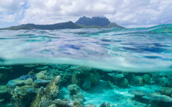 nature ocrean coral Bora Bora french polynesia underwater HD Desktop Wallpaper | Background Image