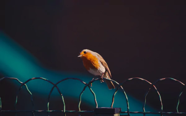 5K Ultra HD desktop wallpaper of a robin perched on a curved wire fence, its orange breast vivid against a deep teal and dark blurred background.