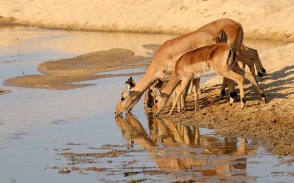 Animal Gazelle Antelope Reflection HD Wallpaper | Background Image