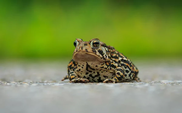 macro Animal toad HD Desktop Wallpaper | Background Image