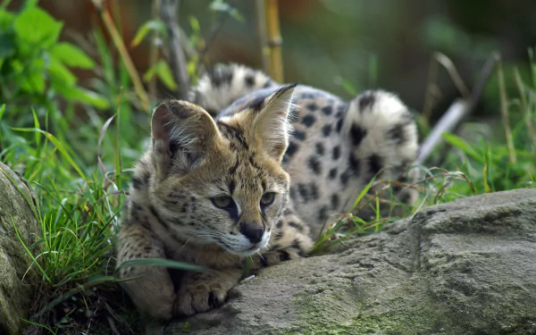  Serval / Leptailurus serval by 3342