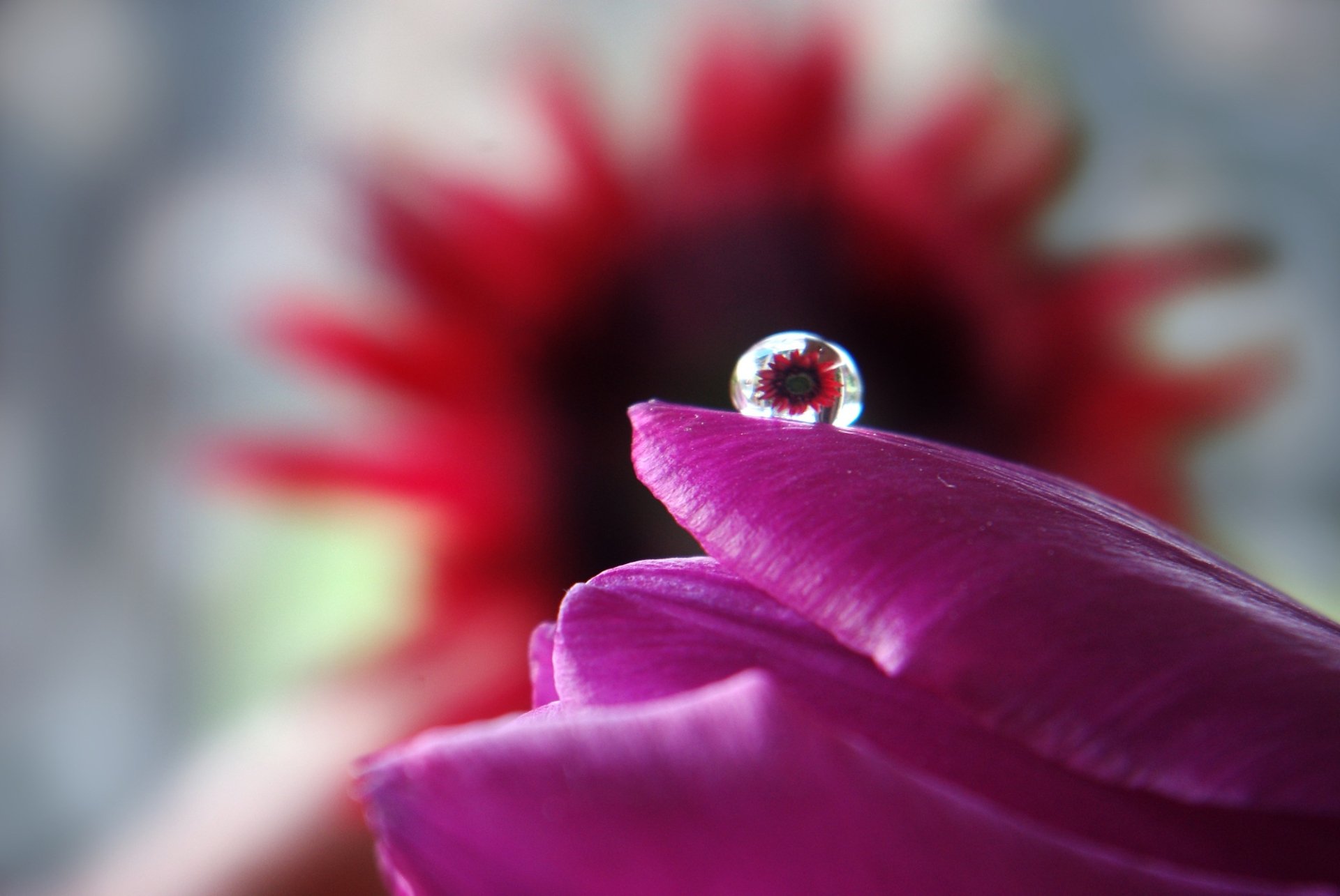 Download Close-up Tulip Flower Reflection Nature Water Drop HD ...