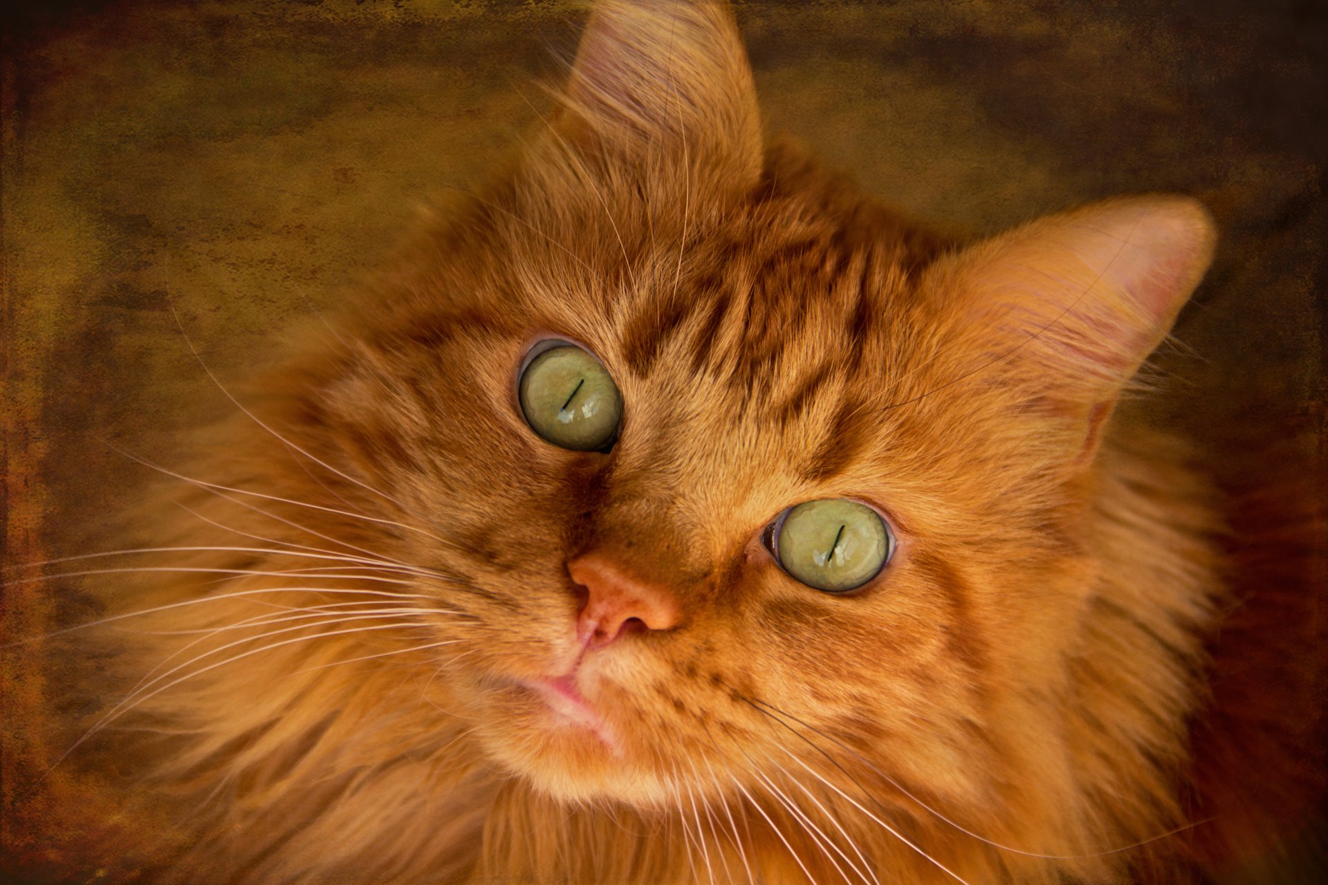 Green-Eyed Cat