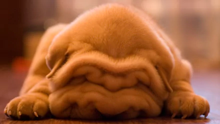 Close-up of a wrinkled Shar Pei puppy resting on its paws — a cute dog, animal HD PC desktop wallpaper background.