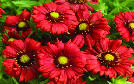  Red Flowers