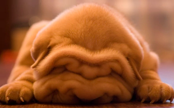 Close-up of a wrinkled Shar Pei puppy resting on its paws — a cute dog, animal HD PC desktop wallpaper background.