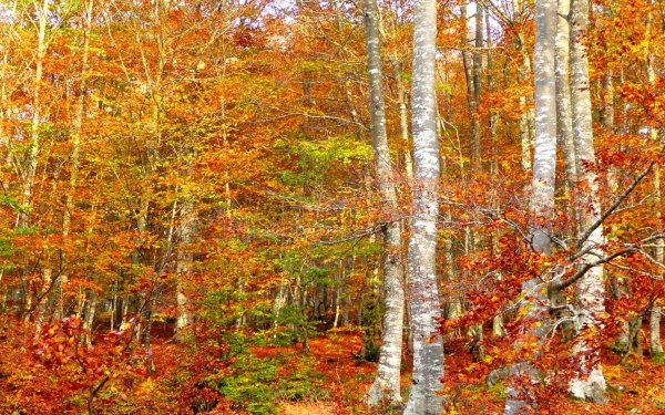 Earth Forest Birch Fall Tree Leaf HD Wallpaper | Background Image