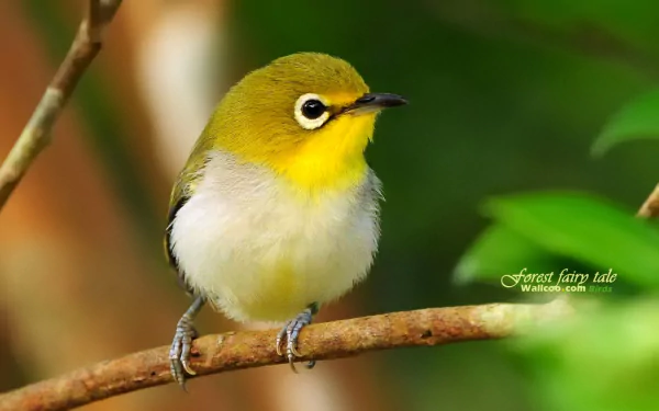 White-Eyed Virio