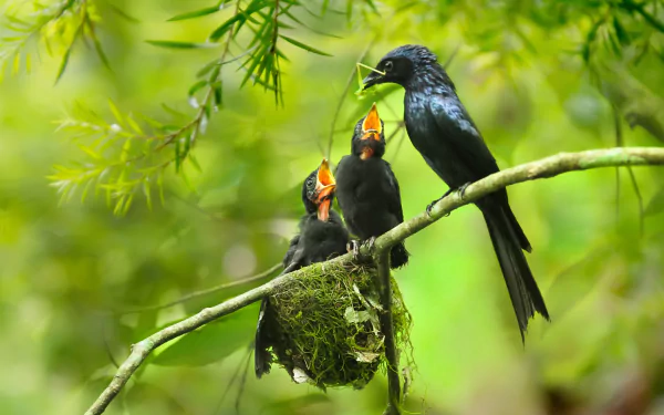  Small Black Bird Feeding her Young