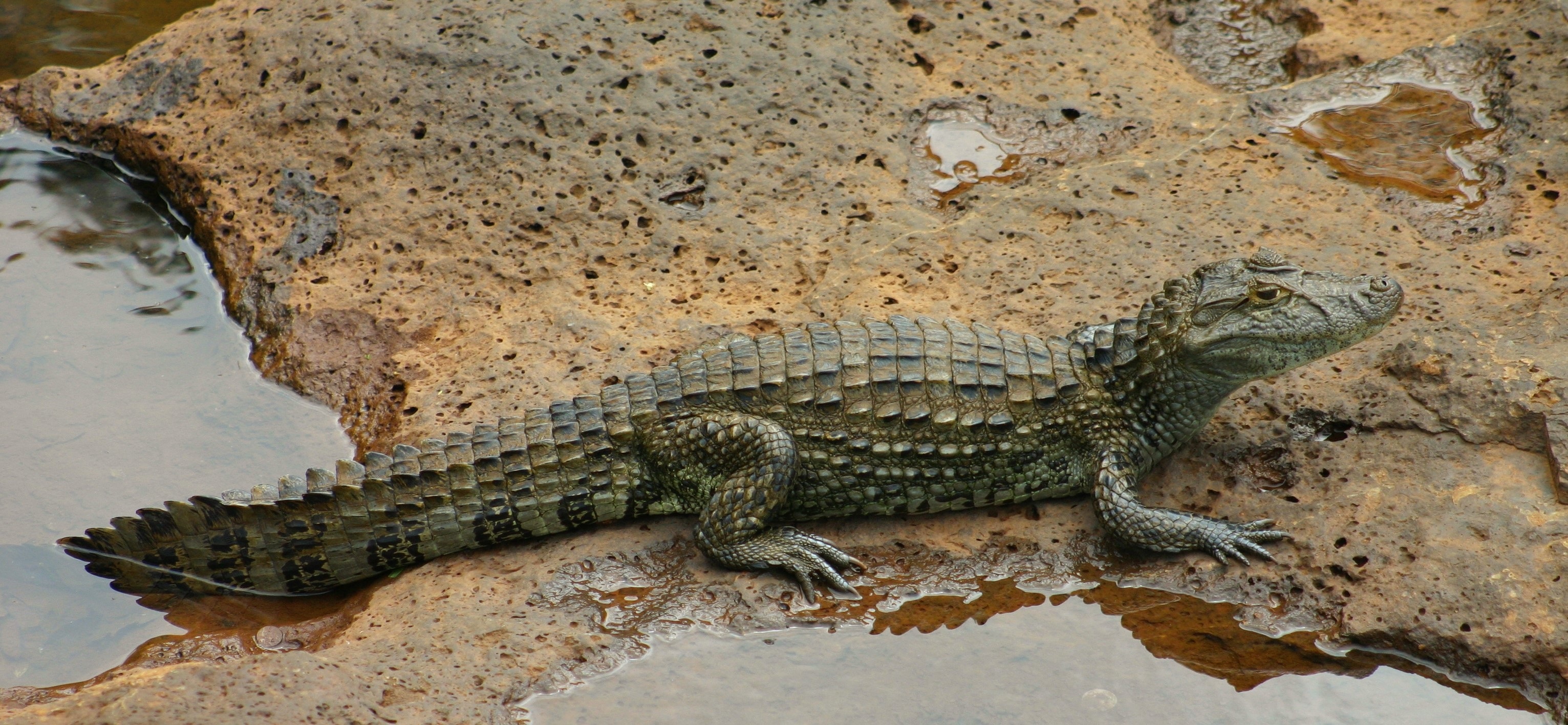 Young crocodile by antoinese0