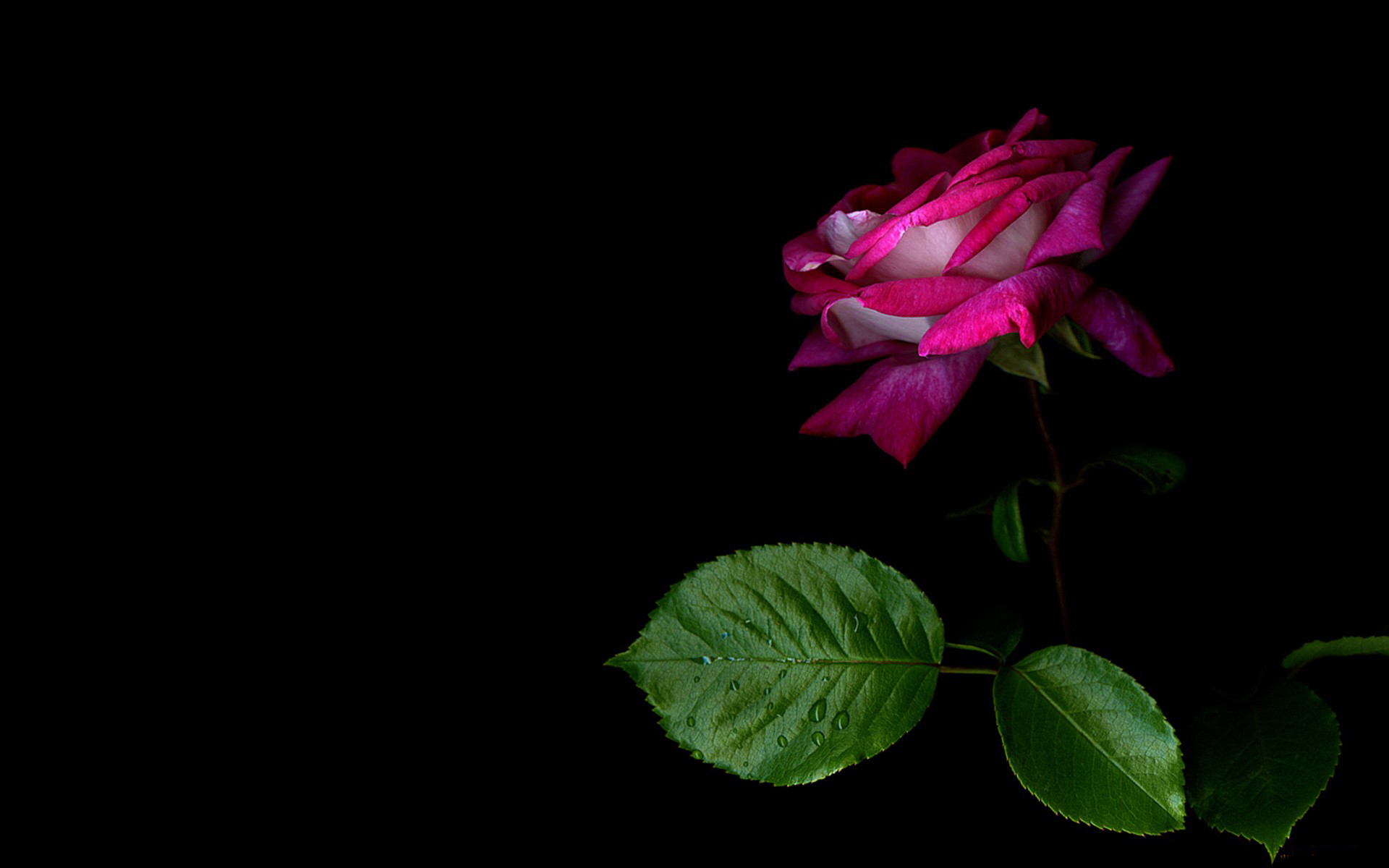 Earth Rose HD Wallpaper | Background Image