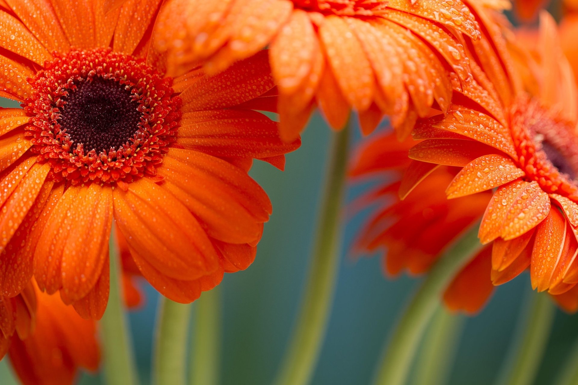 Download Water Drop Close-up Orange Flower Flower Nature Gerbera HD
