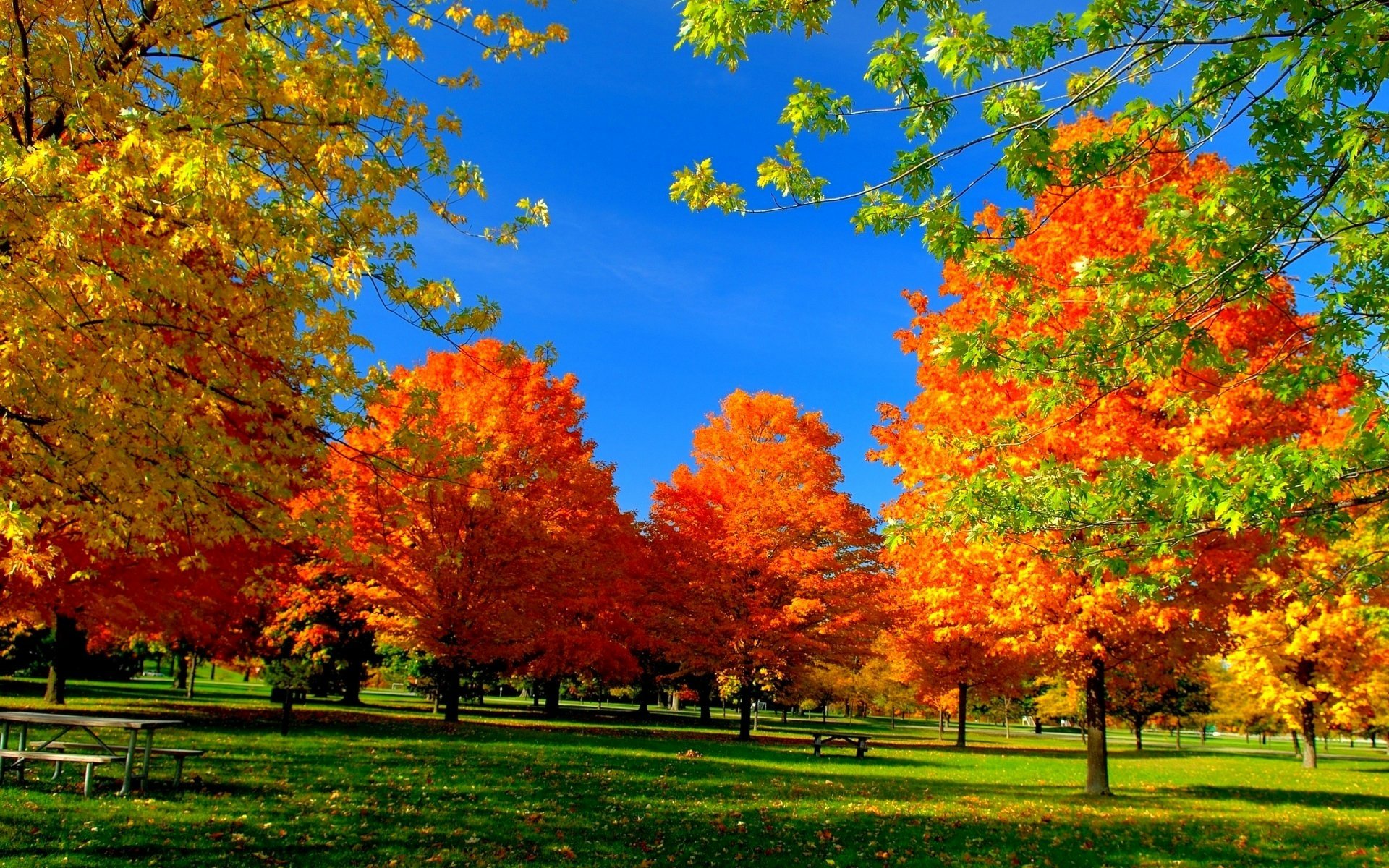 Autumn Trees in the Park