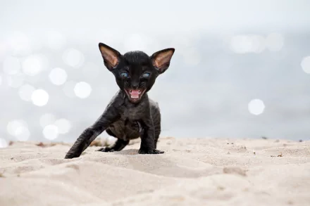 A black Cornish Rex kitten on sandy beach with a soft bokeh background in this HD PC desktop wallpaper.