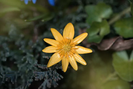  Lesser celandine a perennial flowering plant in the buttercup family Ranunculaceae by Pezibear