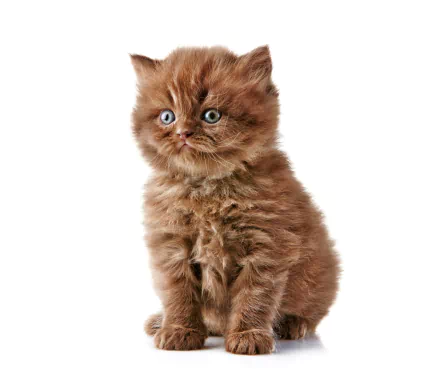  Cute Kitten