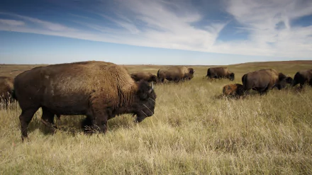  American bison on the prairie by skeeze