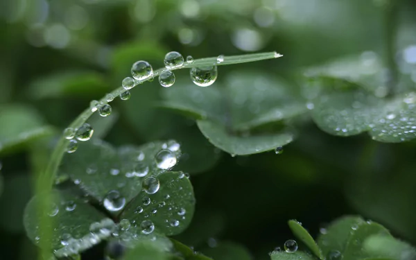 Close-up macro view of clear dew drops on a green leaf with a softly blurred natural background, captured in high definition as a desktop wallpaper.