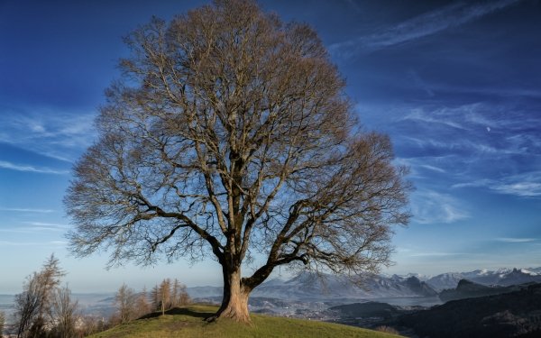 Nature Tree Trees Landscape Lonely Tree Mountain Sky HD Wallpaper | Background Image