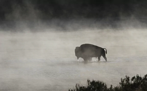  Bison / Buffalo in the morning mist of yellowstone national park wyoming by skeeze