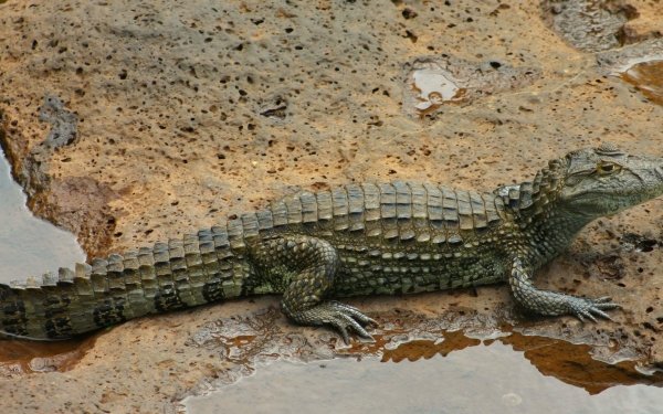 Animal Crocodile Reptiles Pond Reptile HD Wallpaper | Background Image