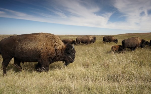 Animal American Bison Buffalo Herd Mammal HD Wallpaper | Background Image