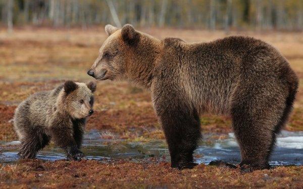 Animal Bear Bears Baby Animal HD Wallpaper | Background Image