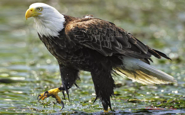 Close-up of a bald eagle standing in water, captured in 4K Ultra HD for a detailed PC desktop wallpaper background.