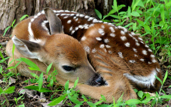 Animal Deer Fawn Resting HD Wallpaper | Background Image