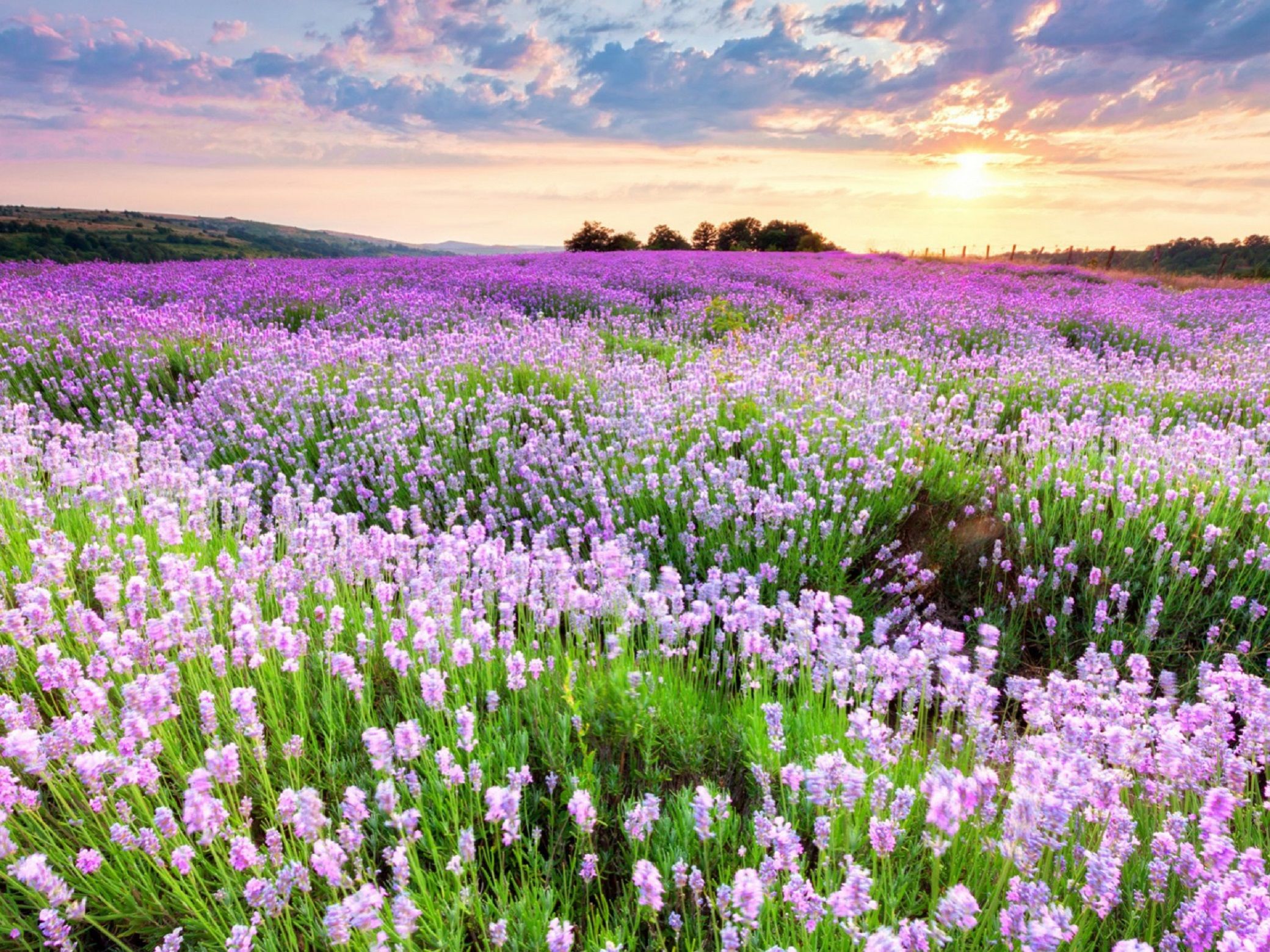 Download Nature Lavender HD Wallpaper